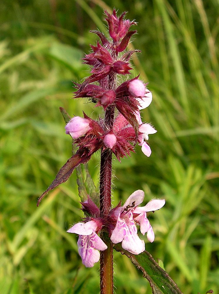 Изображение особи Stachys aspera.