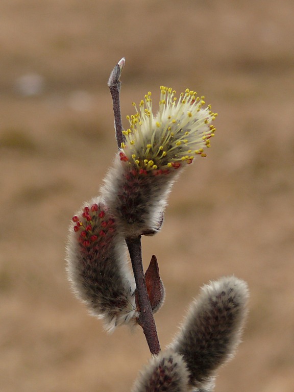 Изображение особи Salix lapponum.