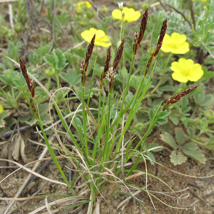 Изображение особи Carex ericetorum.