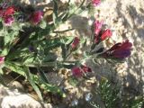 Echium angustifolium. Побег цветущего растения. Израиль, г. Беэр-Шева, рудеральное местообитание. 06.03.2013.