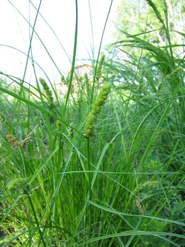 Image of Carex neurocarpa specimen.