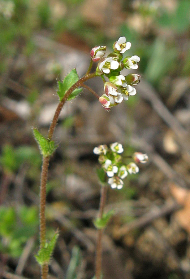 Image of Draba muralis specimen.