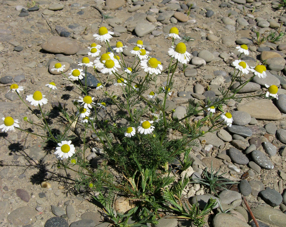 Изображение особи Tripleurospermum inodorum.