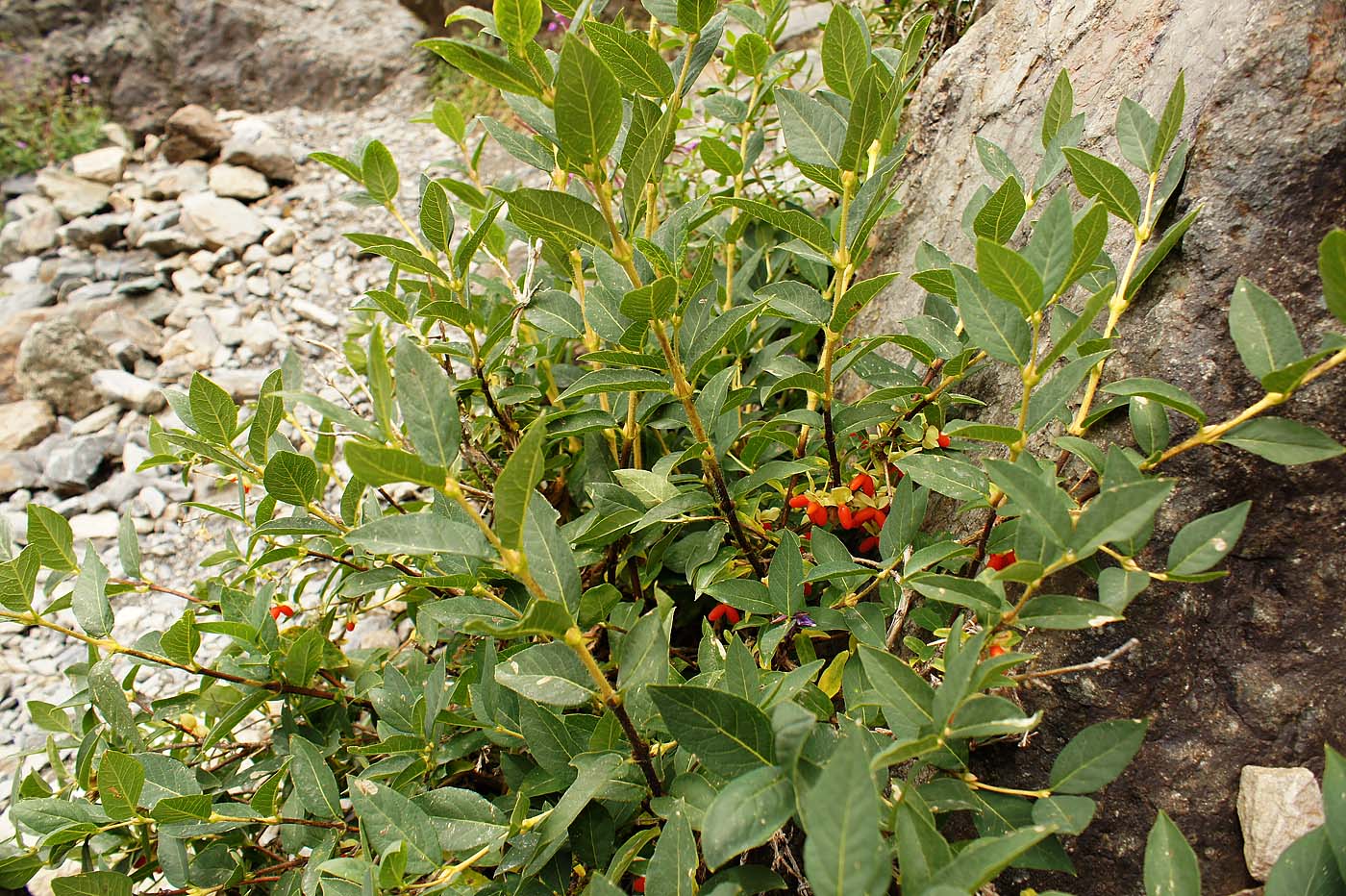 Image of Lonicera hispida specimen.