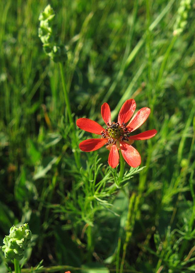 Image of Adonis flammea specimen.