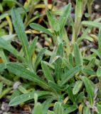 Onosma stellulata