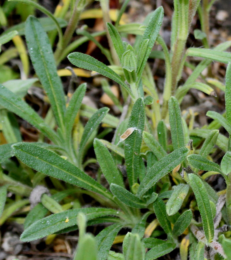 Image of Onosma stellulata specimen.