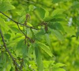 Quercus castaneifolia. Ветвь с мужскими соцветиями. Нагорный Карабах, Мартакертский р-н, окр. с. Колатак. 10.05.2013.