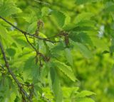 Quercus castaneifolia