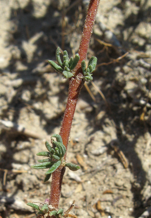 Image of Frankenia hirsuta specimen.