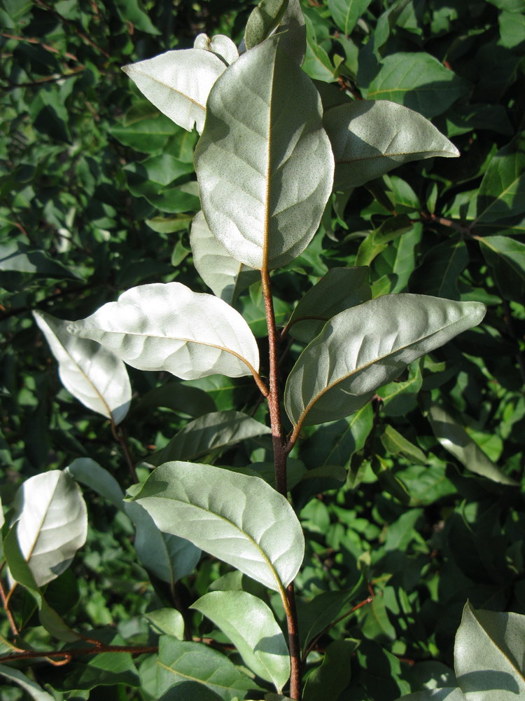 Image of Elaeagnus multiflora specimen.