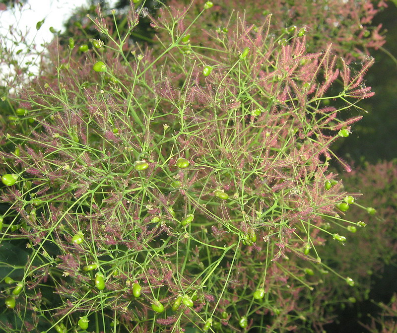 Изображение особи Cotinus coggygria.