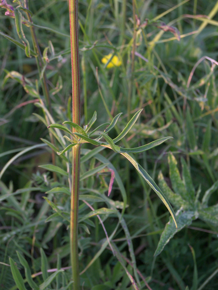 Image of Centaurea ossethica specimen.