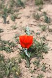 Tulipa borszczowii. Цветущее растение. Южный Казахстан, городище Сауран. 09.04.2013.