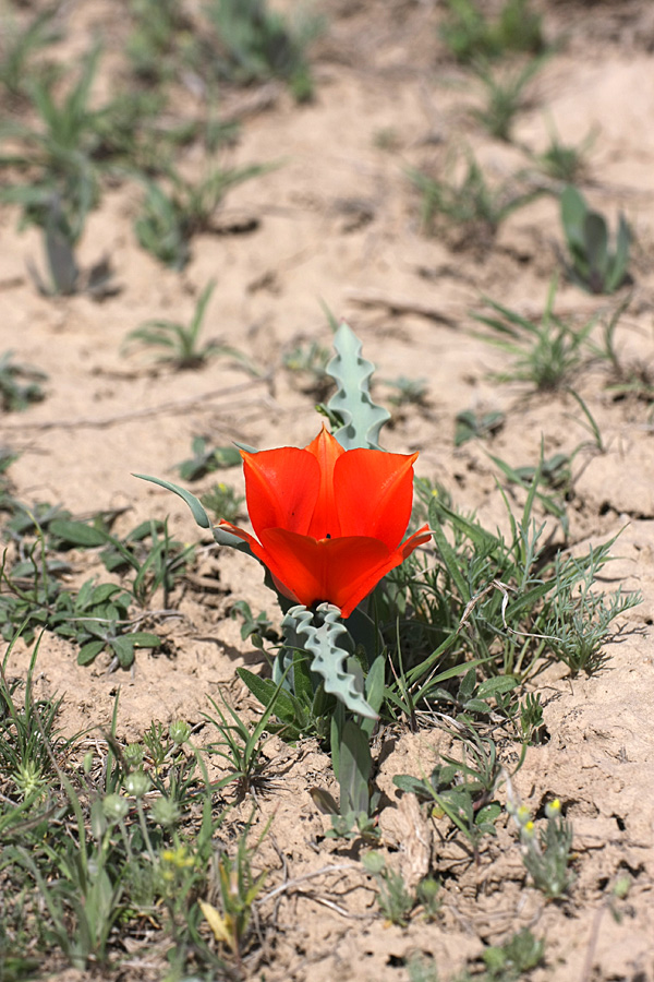 Image of Tulipa borszczowii specimen.