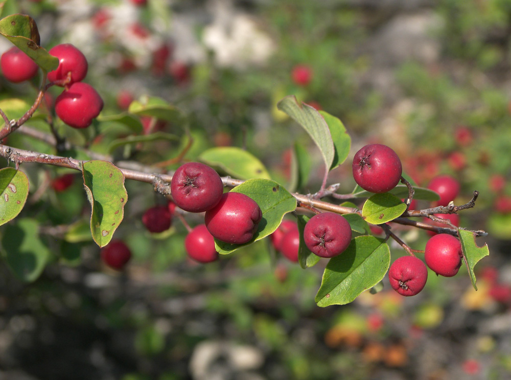 Image of Cotoneaster meyeri specimen.