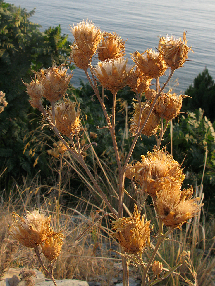 Изображение особи Centaurea salonitana.