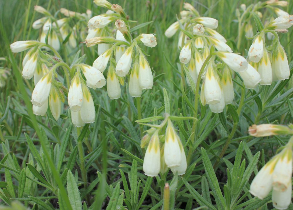 Image of Onosma simplicissima specimen.