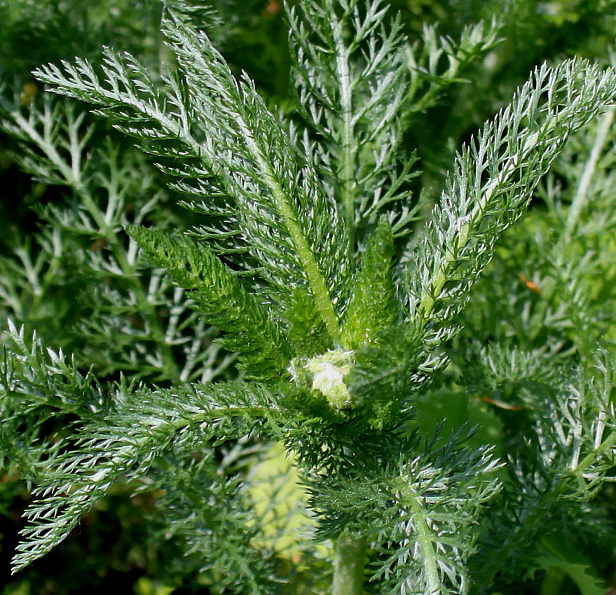 Image of Achillea aspleniifolia specimen.