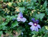 Hibiscus syriacus