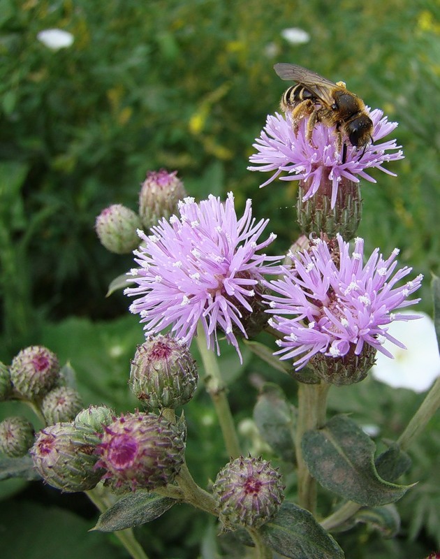 Image of Cirsium setosum specimen.