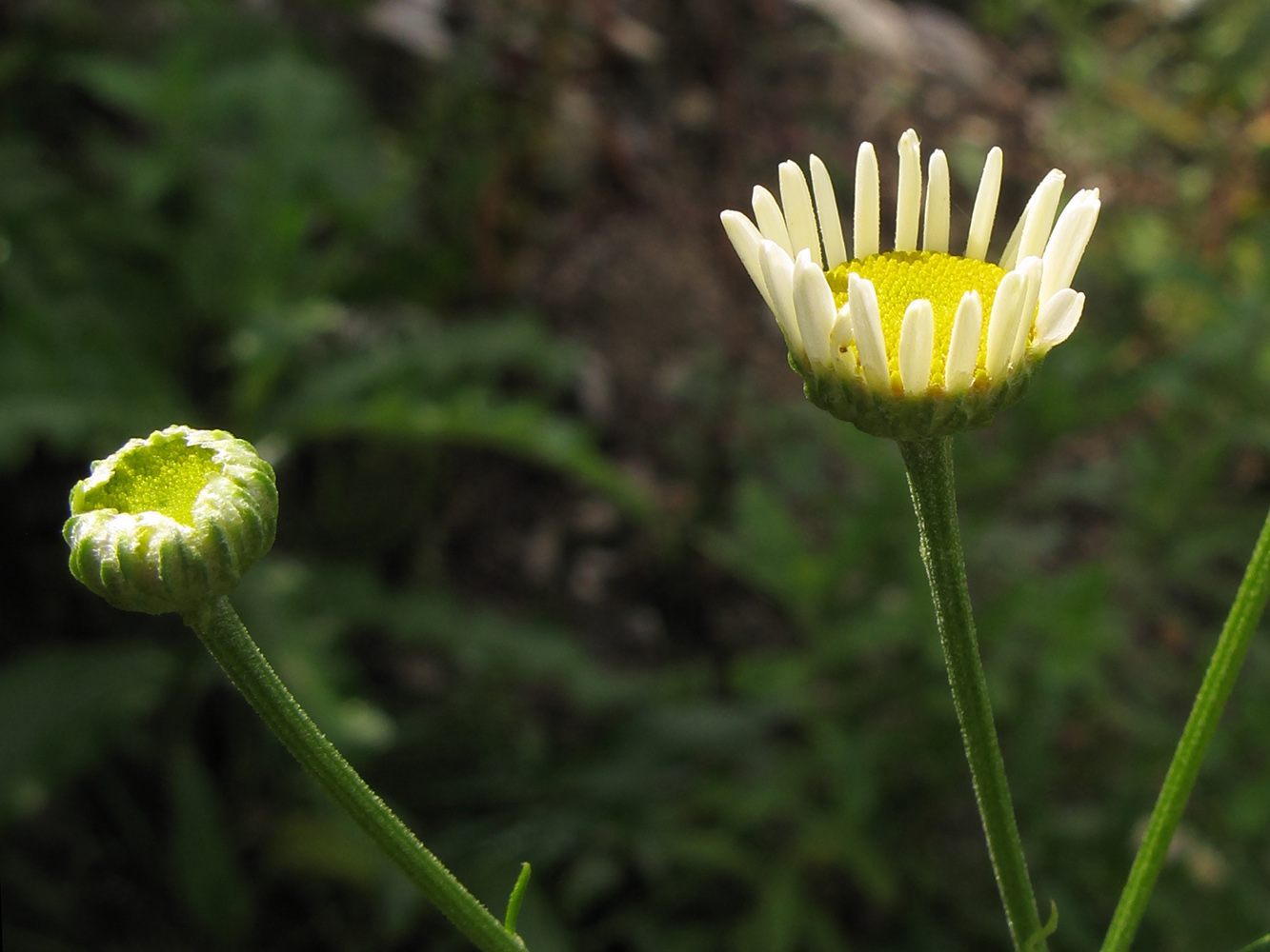 Image of Pyrethrum parthenifolium specimen.