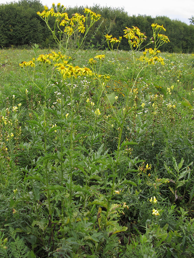 Image of Senecio grandidentatus specimen.