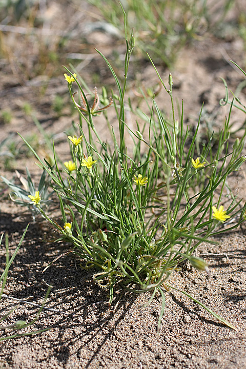 Image of Koelpinia linearis specimen.