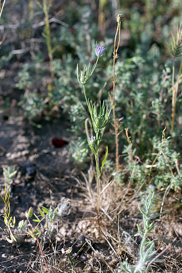 Image of Nigella integrifolia specimen.