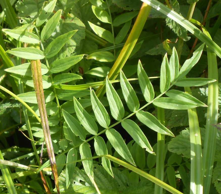 Image of Polemonium caeruleum specimen.