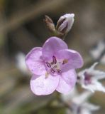 Image of taxon representative. Author is Владимир Свириденко