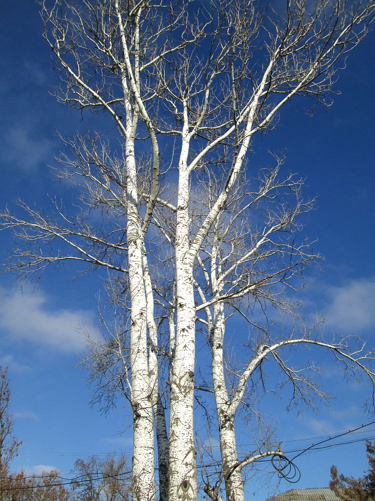 Изображение особи Populus alba.