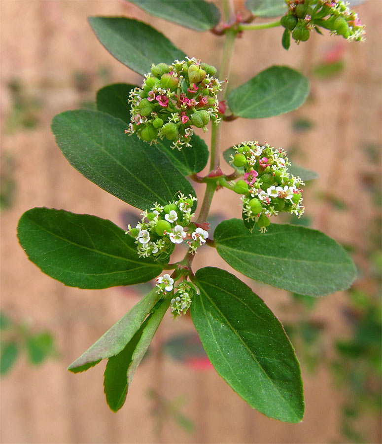 Изображение особи Euphorbia hypericifolia.