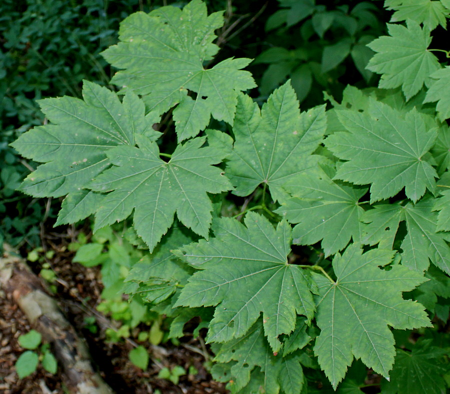 Изображение особи Acer circinatum.