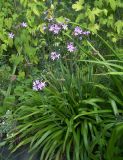 Tulbaghia violacea