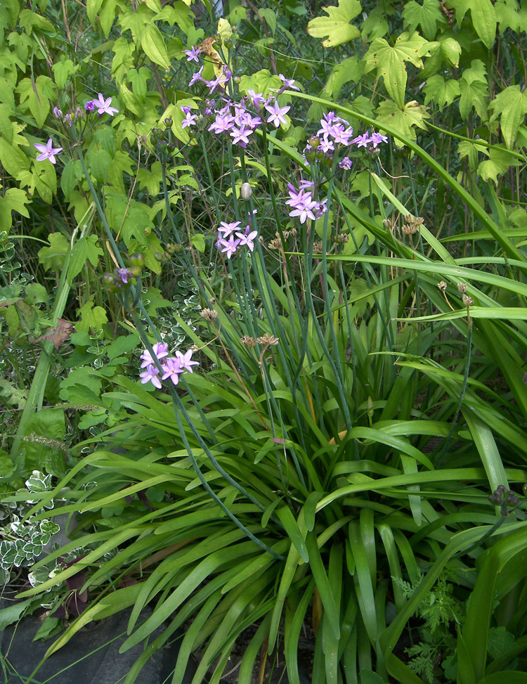 Изображение особи Tulbaghia violacea.