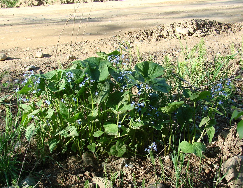 Изображение особи Brunnera sibirica.