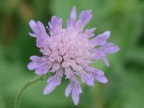 Knautia arvensis. Соцветие. Иркутская обл., окр. Иркутска, луг. 18.08.2010.