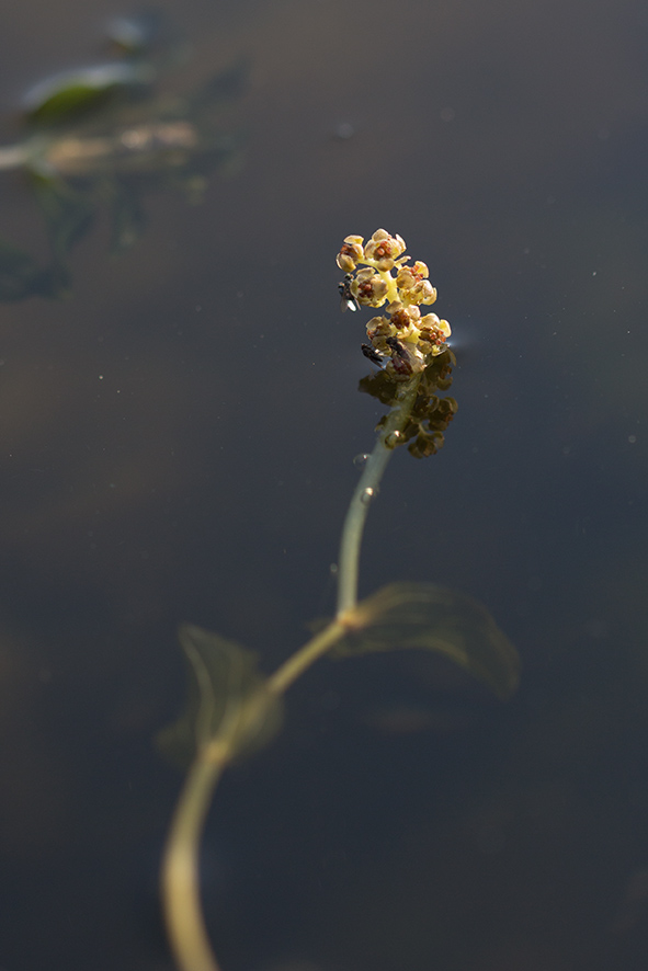 Изображение особи Potamogeton perfoliatus.