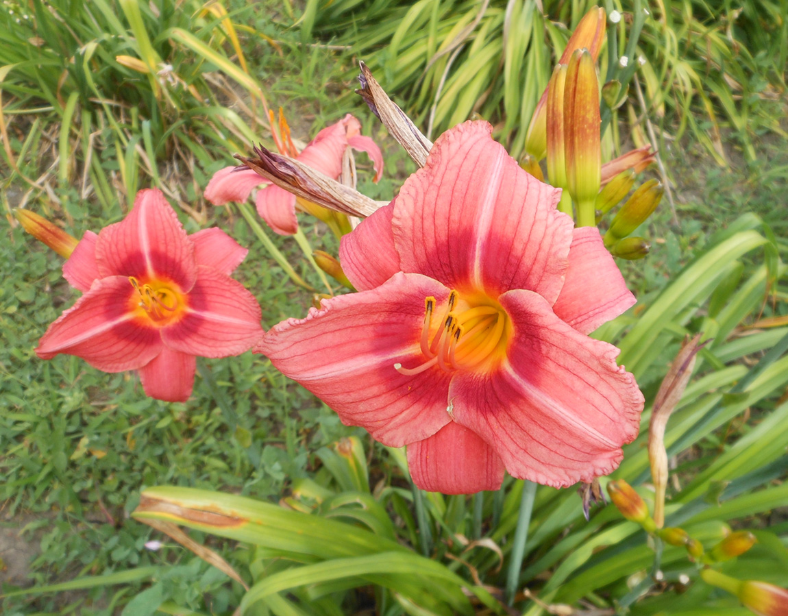 Image of Hemerocallis × hybrida specimen.