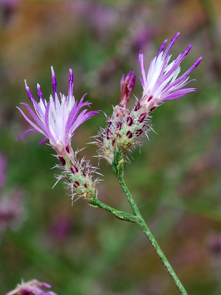 Изображение особи Centaurea pseudosquarrosa.