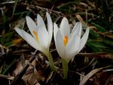 Crocus heuffelianus