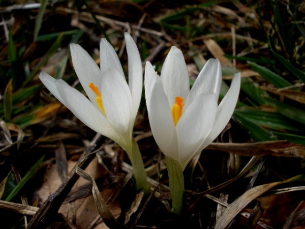 Изображение особи Crocus heuffelianus.