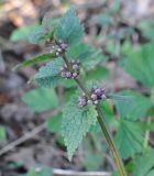 Lamium maculatum