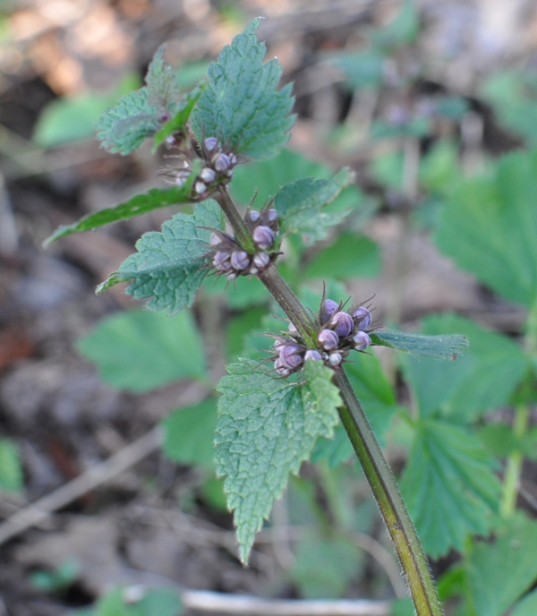 Image of Lamium maculatum specimen.