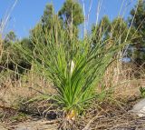 Asphodeline taurica