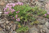 Thymus roegneri. Цветущее растение (Thymus jailae (Klokov & Des.-Shost.) Stankov). Южный берег Крыма, окр. пос. Гурзуф, Артек. 26.04.2014.