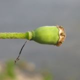 Papaver stevenianum