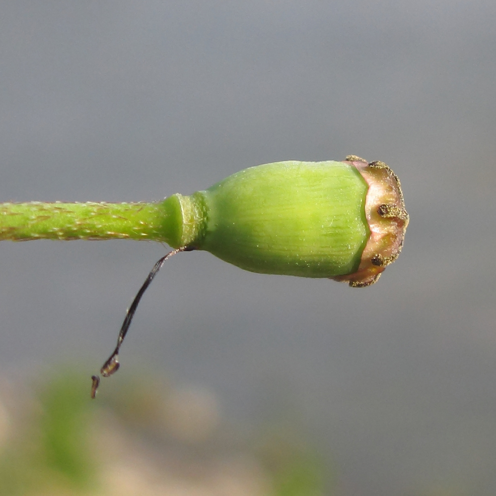 Image of Papaver stevenianum specimen.