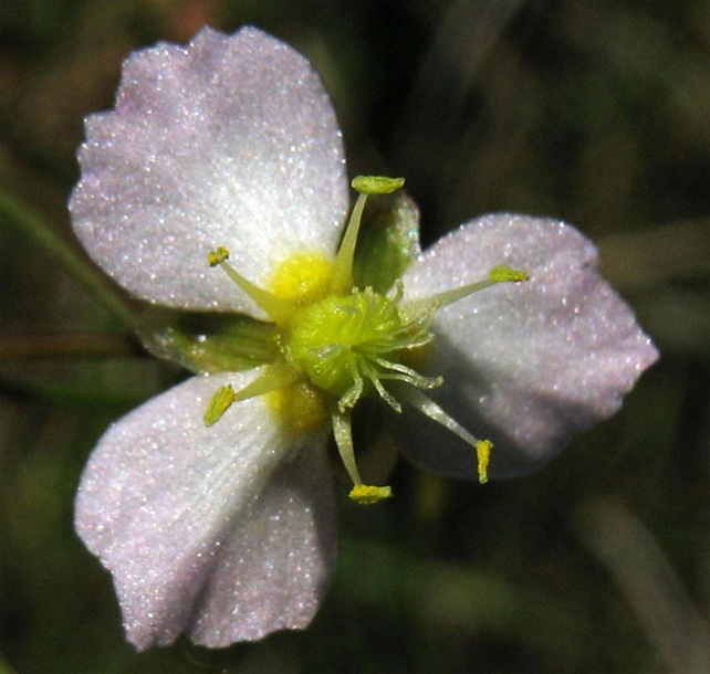 Изображение особи Alisma lanceolatum.